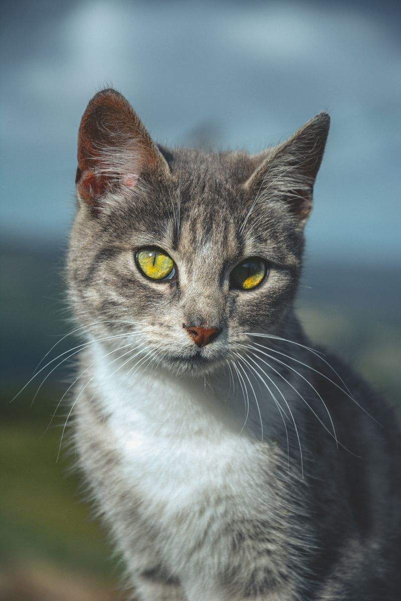 猫とのコミュニケーションを深める、毎日の声かけ習慣
