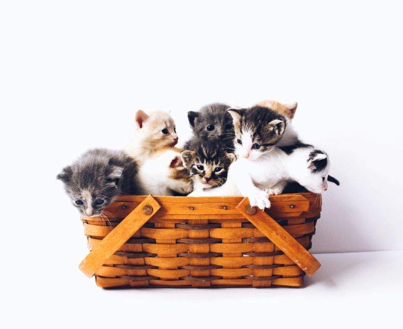 保護猫との出会いを増やすための情報発信強化