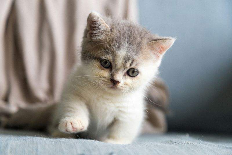 猫の一時預かり