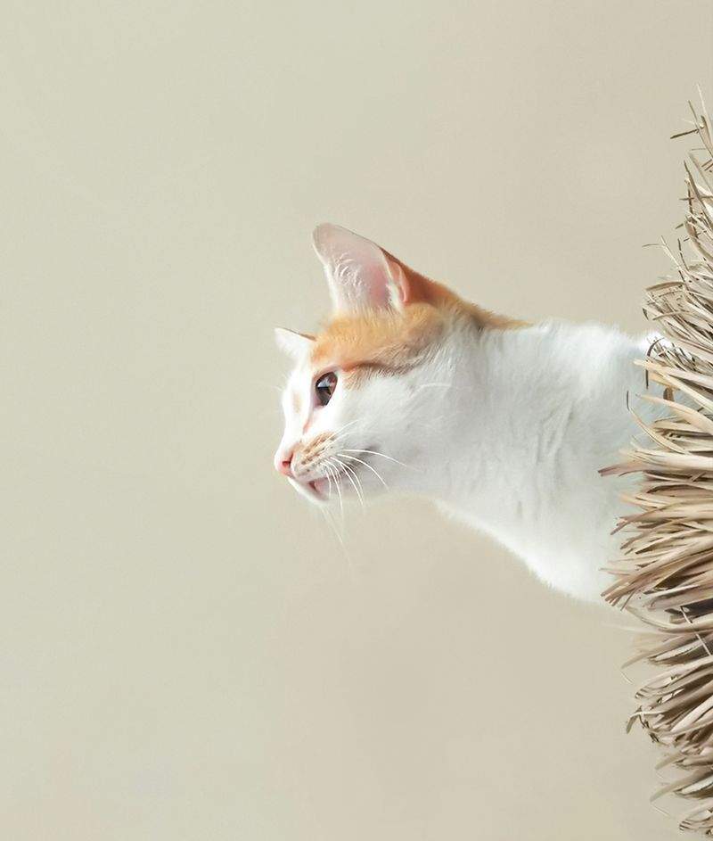 キャットシッター訪問