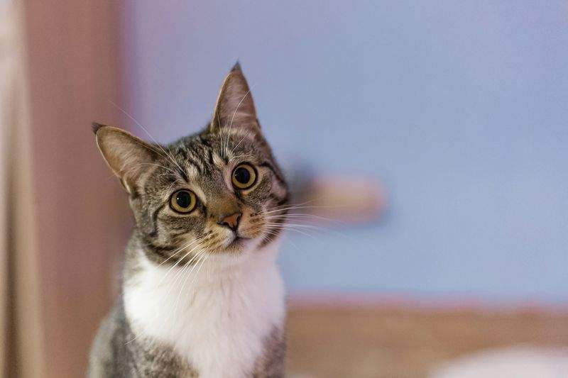 高齢猫向けケア相談