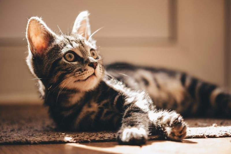猫用品・フード選びの個別相談